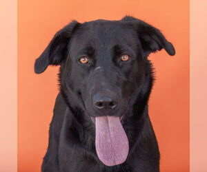 Labrador Retriever-Unknown Mix Dogs for adoption in Pasadena, CA, USA