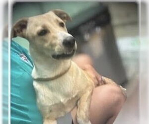 Labrador Retriever-Unknown Mix Dogs for adoption in Oakhurst, NJ, USA