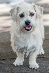 Medium Photo #1 Mutt Puppy For Sale in Miami, FL, USA