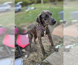 Australian Shepherd-Catahoula Leopard Dog Mix Dogs for adoption in Aurora, IN, USA