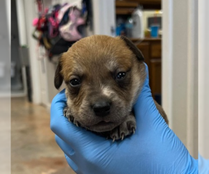 Labrador Retriever-Unknown Mix Dogs for adoption in Bolivar, MO, USA