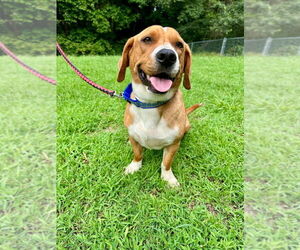 Basset Hound-Unknown Mix Dogs for adoption in Mooresville, NC, USA