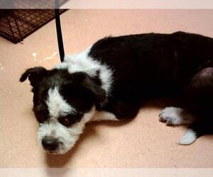 Mutt Dogs for adoption in Martinez, CA, USA