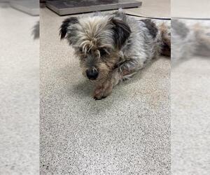 Mutt Dogs for adoption in Riverside, CA, USA