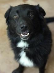 Borador Dogs for adoption in Burlington, WA, USA