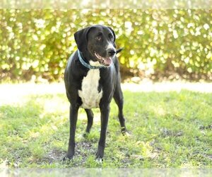 Labrador Retriever-Unknown Mix Dogs for adoption in Tavares, FL, USA