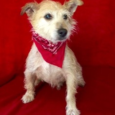 Norwich Terrier-Unknown Mix Dogs for adoption in Barre, MA, USA