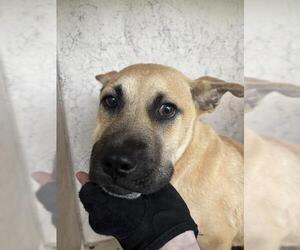 German Shepherd Dog-Unknown Mix Dogs for adoption in Oklahoma City, OK, USA