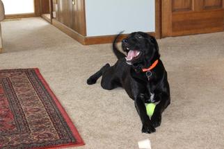 Labrador Retriever Dogs for adoption in Evergreen, CO, USA