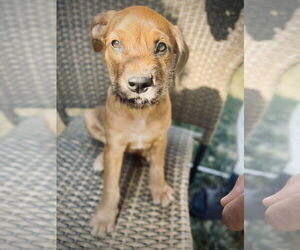 Mutt Dogs for adoption in Rockaway, NJ, USA