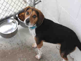 Beagle Dogs for adoption in Bowling Green, OH, USA