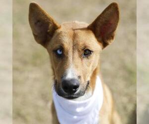 German Shepherd Dog-Unknown Mix Dogs for adoption in San Antonio, TX, USA