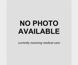 Doberman Pinscher Dogs for adoption in San Antonio, TX, USA