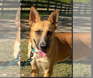 German Shepherd Dog-Unknown Mix Dogs for adoption in Sheboygan, WI, USA