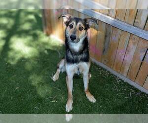 German Shepherd Dog-Unknown Mix Dogs for adoption in West Valley, UT, USA