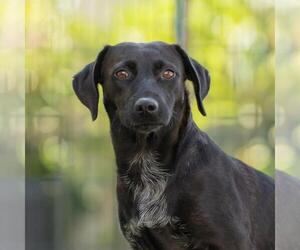 Dachshund-Unknown Mix Dogs for adoption in San Diego, CA, USA