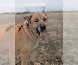 Labrador Retriever Dogs for adoption in Brighton, CO, USA