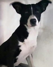 Borador Dogs for adoption in Chicago, IL, USA