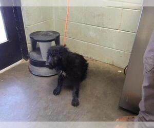 Poodle (Standard)-Unknown Mix Dogs for adoption in Tulsa, OK, USA