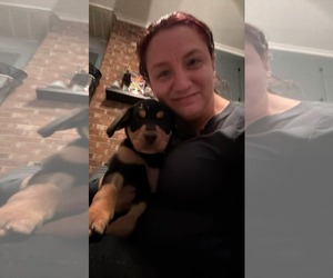 Rottweiler-Unknown Mix Dogs for adoption in Holly Springs, NC, USA