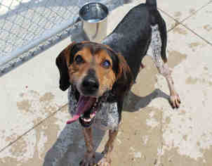 English Coonhound Dogs for adoption in Bowling Green, OH, USA