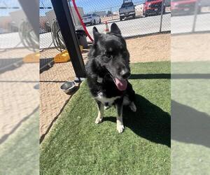 German Shepherd Dog-Siberian Husky Mix Dogs for adoption in HESPERIA, CA, USA