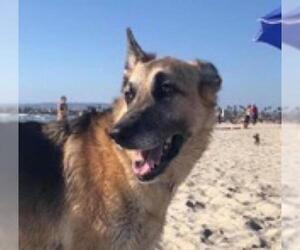 German Shepherd Dog-Unknown Mix Dogs for adoption in La Mesa, CA, USA
