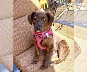 Dachshund-Unknown Mix Dogs for adoption in Mundelein, IL, USA