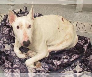 Bull Terrier Dogs for adoption in Orange, CA, USA