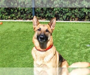 German Shepherd Dog Dogs for adoption in Orange, CA, USA