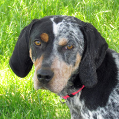 Bluetick Coonhound Dogs for adoption in Madison, IN, USA