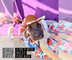 Mutt Dogs for adoption in Goodyear, AZ, USA