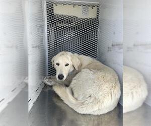 Great Pyrenees-Unknown Mix Dogs for adoption in Bakersfield, CA, USA