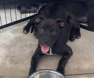 Labrador Retriever-Unknown Mix Dogs for adoption in Zellwood, FL, USA