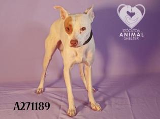 Whippet Dogs for adoption in Stockton, CA, USA