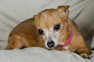 Chihuahua Dogs for adoption in Bon Carbo, CO, USA