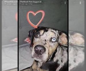 Catahoula Leopard Dog Dogs for adoption in Forest, VA, USA