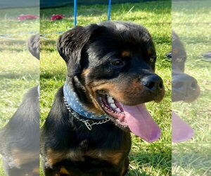 Medium Photo #6 Rottweiler Puppy For Sale in Mooresville, NC, USA