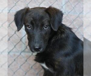 Mutt Dogs for adoption in San Antonio, TX, USA