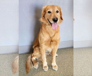 Golden Retriever Dogs for adoption in Glendale , AZ, USA