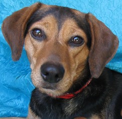Beagle-English Foxhound Mix Dogs for adoption in Cuba, NY, USA