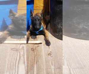 Medium Photo #2 Mutt Puppy For Sale in Imlay City, MI, USA