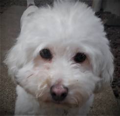 Bichon Frise-Unknown Mix Dogs for adoption in Olalla, WA, USA