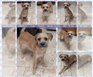 Medium Photo #2 Border Terrier-Unknown Mix Puppy For Sale in Mesa, AZ, USA