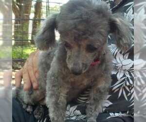 Poodle (Toy) Dogs for adoption in Freeport, FL, USA