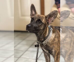 Shepradors Dogs for adoption in Alexander, AR, USA