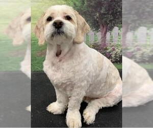 Lha-Cocker Dogs for adoption in Westminster, MD, USA