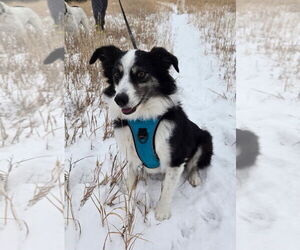 Australian Shepherd Dogs for adoption in Winter Park, CO, USA