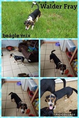 Beagle Dogs for adoption in Franklinton, LA, USA
