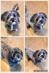 Havanese Dogs for adoption in Longview, TX, USA